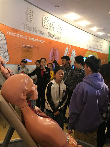 3、体验骨骼拼装，探寻人体奥秘