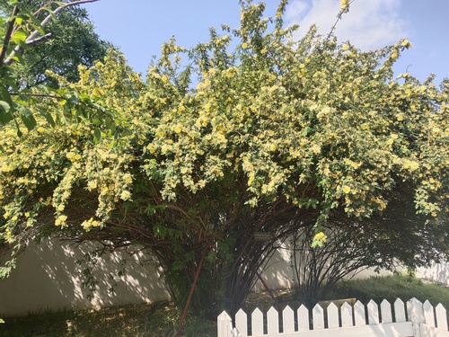 6鲁迅先生亲手种植的黄刺梅