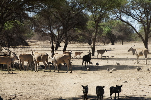 美丽的非洲，生灵公有的家园_调整大小